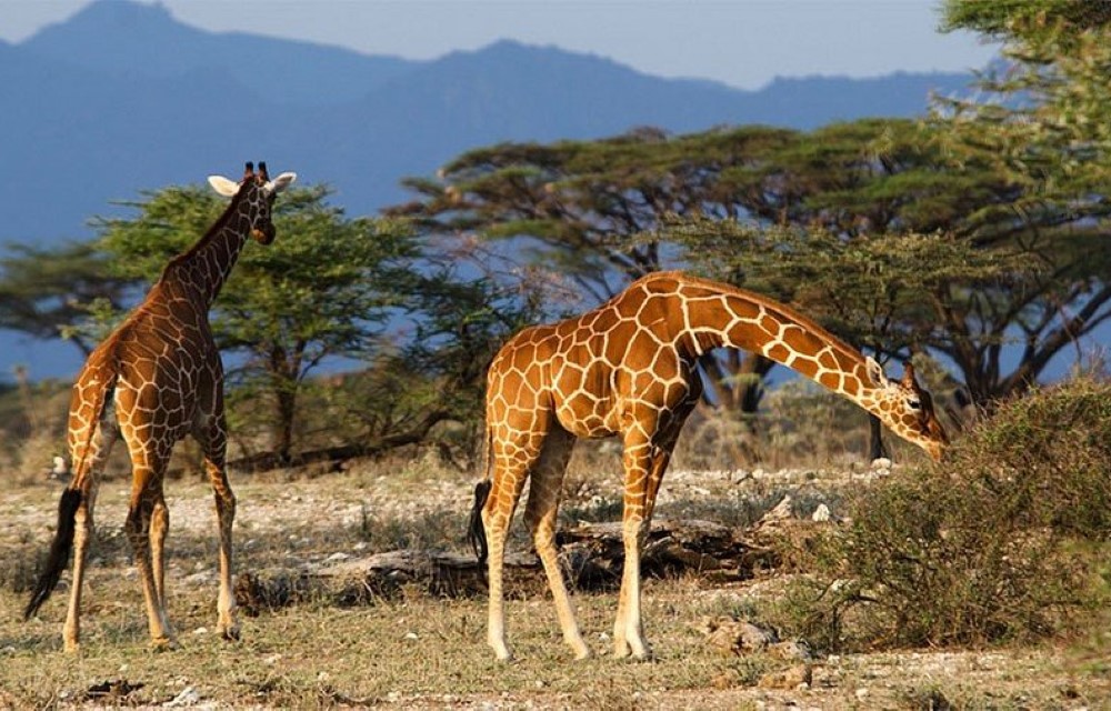 Little Flowers Motel Attraction Pictures