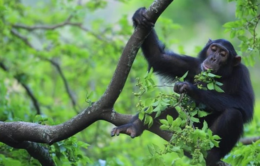 Little Flowers Motel Attraction Pictures